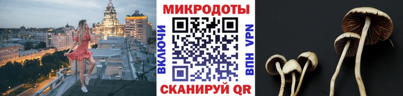 Псилоцибиновые грибы Cubensis  Дно 